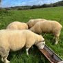 Texel hogget rams Image 3