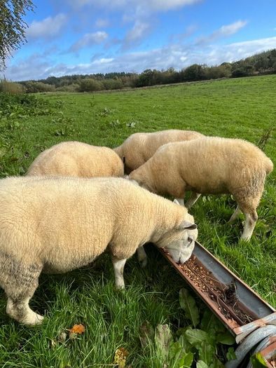 Texel hogget rams
