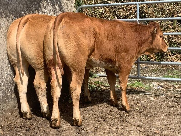 2 super cow makers