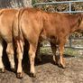 2 super cow makers Image 2