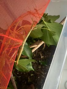 Indian Stick Insects