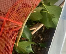 Indian Stick Insects