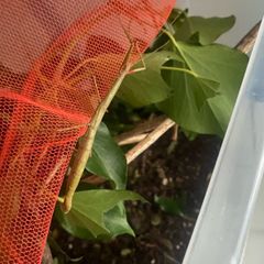 Indian Stick Insects