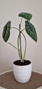 Alocasia