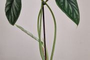 Alocasia