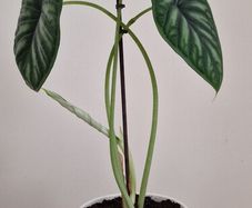 Alocasia