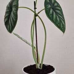 Alocasia