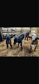 Relief Milking
