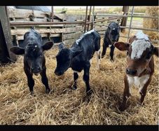 Relief Milking