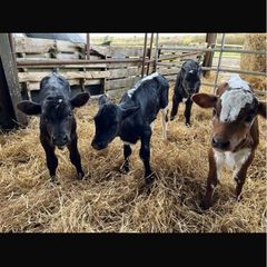 Relief Milking