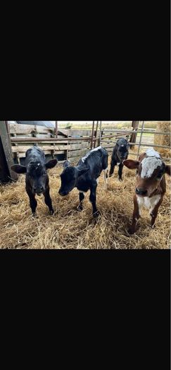 Relief Milking