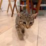 Relisting Two 7 Month Old Kittens Looking for a Loving Home Together Image 3
