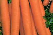 (C) Carrot Narbonne F1 seeds 1g (120277)