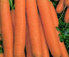 (C) Carrot Narbonne F1 seeds 1g (120277)