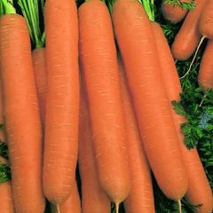 (C) Carrot Narbonne F1 seeds 1g (120277)