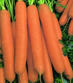 (C) Carrot Narbonne F1 seeds 1g (120277)