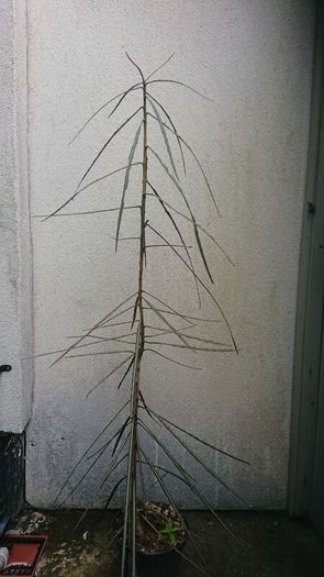 New Zealand shrub/ tree