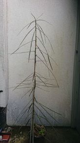 New Zealand shrub tree