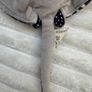Splash Pet Jes World approx. 25 cm. with the tail Used Please see photos Image 7