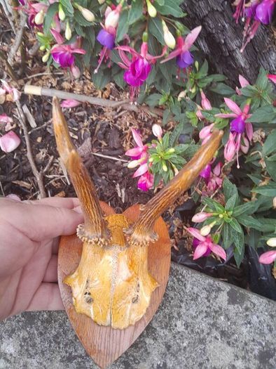 vintage hunting trophy