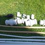 Several types of pipes Image 3