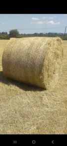 Hay