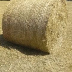 Hay