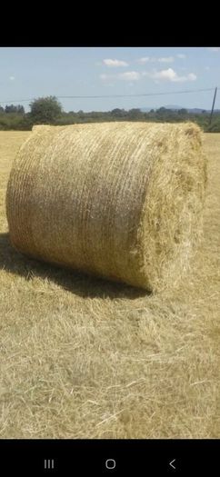 Hay