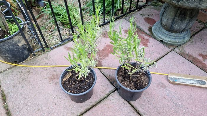 Lavandula