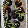 Spider plant Image 2