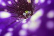Macro images of Nature on removable foam tiles