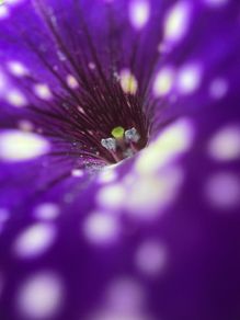 Macro images of Nature on removable foam tiles