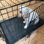 Dog Cage Medium Image 4
