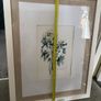 Paul Costello wild flower Pictures Image 6