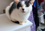 Cat for adoption