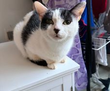Cat for adoption