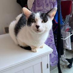 Cat for adoption