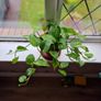 Devil's Ivy plant Image 2