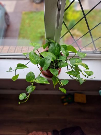 Devil's Ivy plant