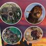 Wildlife Diary 8 DVD Collector's Edition Image 5