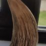 Whale Tooth. Sperm Whale Tooth Resin Reproduction Image 2