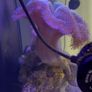 XXL Toadstool Coral Image 6