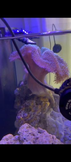 XXL Toadstool Coral