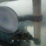 Musk Turtle and Tank Image 4