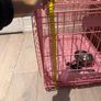 dog crate Image 2