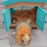 Little Live Pets Mama Surprise: Guinea Pig Playset Image 2