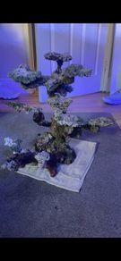 Reef rock
