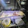 XXL  guinea pig & rabbit cage Image 5