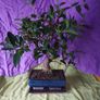 Ficus bonsai Image 6