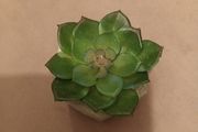 faux plant